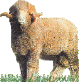 American Rambouillet Sheep Breeders Association