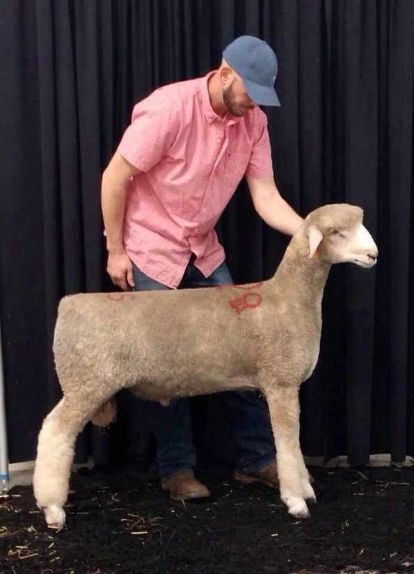 2019 Reserve Champion Ram- Wolf Brothers- OH