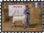 Rare Knight Stud Ram - Wise Hampshire Sheep