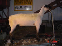 Wise Hampshire Sheep
