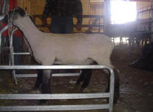 Wise Hampshire Sheep