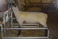 Wise Hampshire Sheep