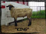 Wise Hampshire Sheep