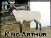"Arthur" - Wise Hampshire Sheep Stud Ram