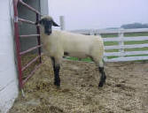 Wise Hampshire Sheep