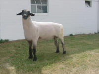 Wise Hampshire Sheep