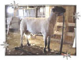 Wise Hampshire Sheep - Rare Ace semen available