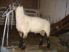 Wise Hampshire Sheep