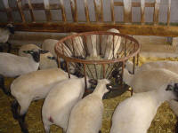 Wise Hampshire Sheep