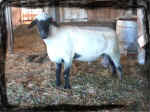 Wise Hampshire Sheep -stud ram Kendall
