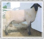 Wise Hampshire Sheep