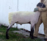 Wise Hampshire Sheep